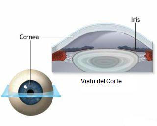 Cornea